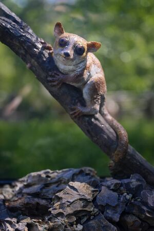 Microcebus berthae - little monkey on a trunk with big eyes.