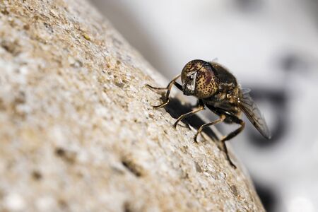 Detail of a fly on a stone.の写真素材
