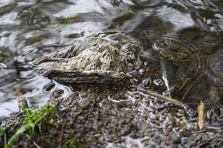 A seagull cub dead by the water.の写真素材