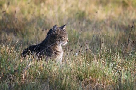 Tabby cat outside in the meadow.の写真素材