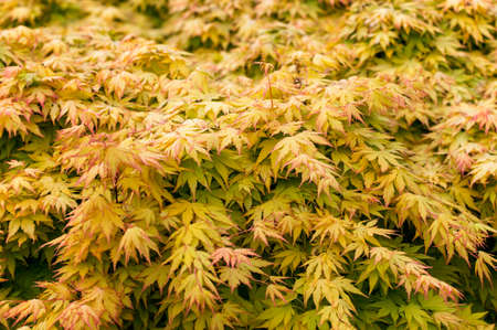 Orange leaves of ornamental maple.