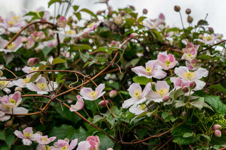 Pink flowers on a creeping plant.の写真素材