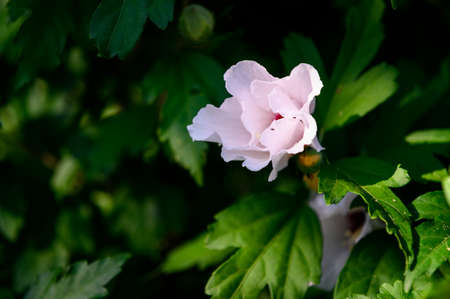 White hibiscus flower in detail.の写真素材