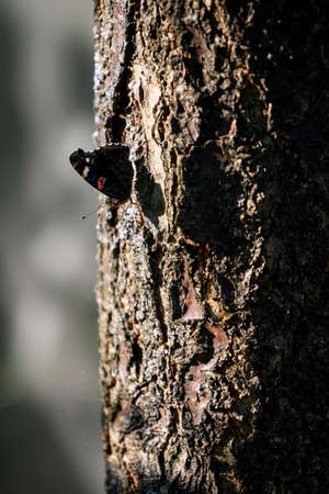 Admiral butterfly butterfly on a tree trunk.の写真素材