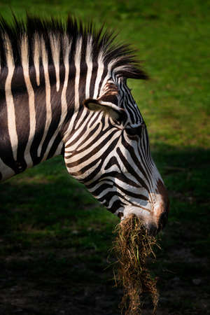 Zebra eating hay in detail.の写真素材