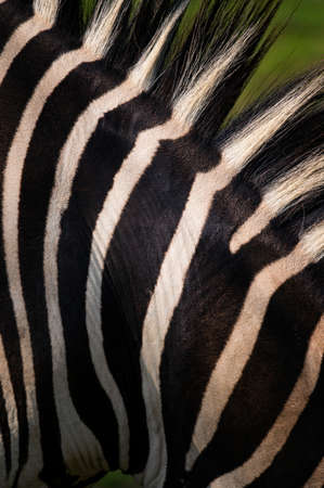 Black and white stripes of a zebra with a back.の写真素材