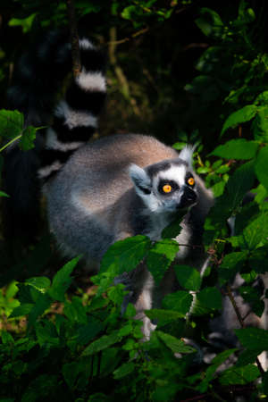 Lemur outdoors in the wild among the leaves.の写真素材