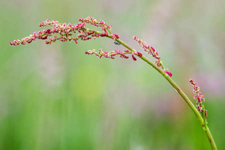 Morning dew on a fly sitting on a sorrel flower.