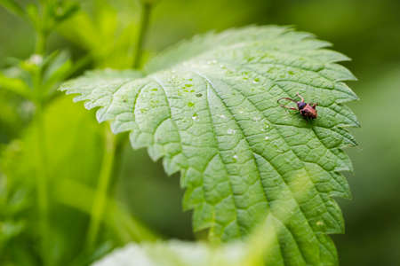 Beetle with a long nose on a nettle leaf.の写真素材