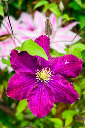 Purple climatic flower in detail.の写真素材