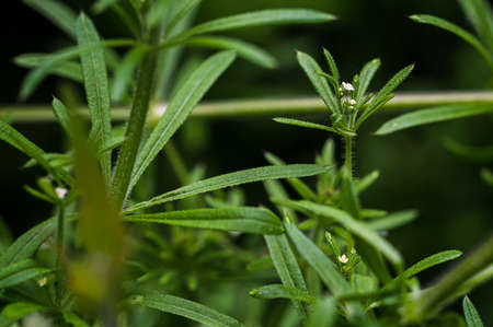 Galium - Dogwood with a detail of a white flower and green leaves.