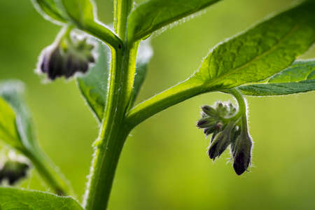 Comfrey flower bud with green leaves.の写真素材