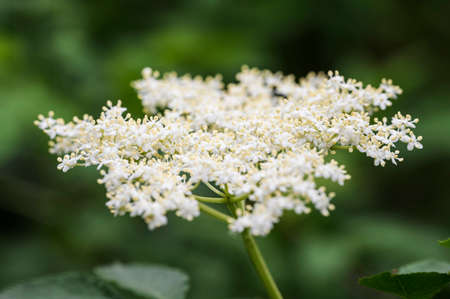 Elderflower on a twig in nature.