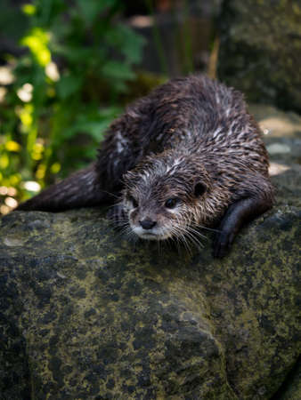 Aonyx cinerea - Wet otter outdoors in nature.の写真素材