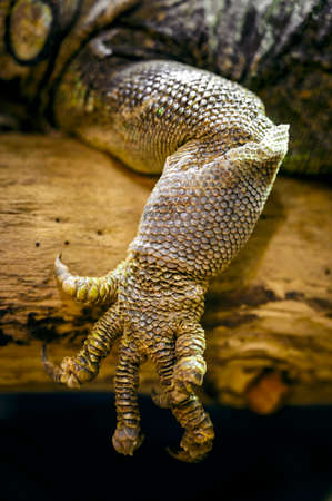 Iguana - lizard basking on a branch.