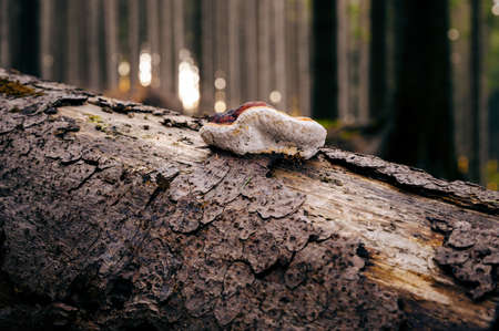 Chorosh mushroom growing on a tree trunk.
