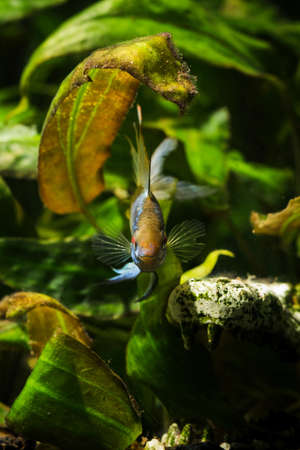 Cichlid fish with a blue shiny color.