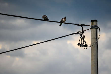 Two doves sitting on a cable wire by a concrete pole.の写真素材