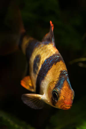Puntius tetrazona - Four-striped mullet below the surface in detail.