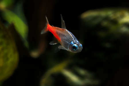 Paracheirodon - Glowing diamond neon in an aquarium.の写真素材