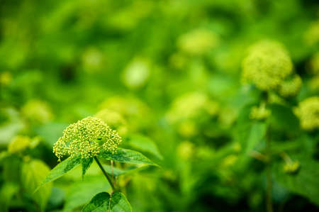 Green small buds on a plant with green leaves.