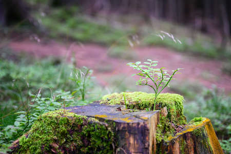 Young green leaves of blueberry growing on a tree stump in the forest.