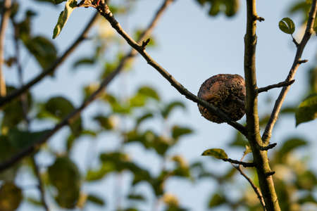 Rotting apple on a tree in the garden.の写真素材