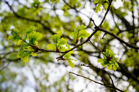 Young lush leaves on an oak twig.の写真素材