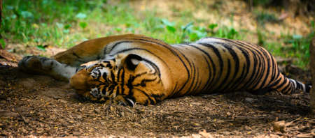 Tiger lying on the ground.の写真素材