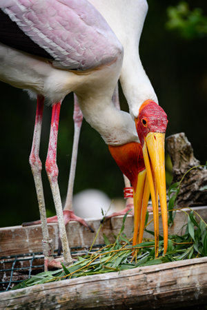 Mycteria cinerea - Milky white couple on a nest in the aviary.の写真素材