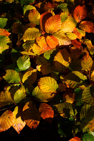 Close-up of colorful beech leaves on a twig.