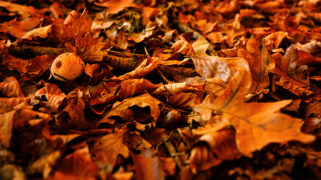 Young delicious pink toadstool among fallen leaves in the forest.