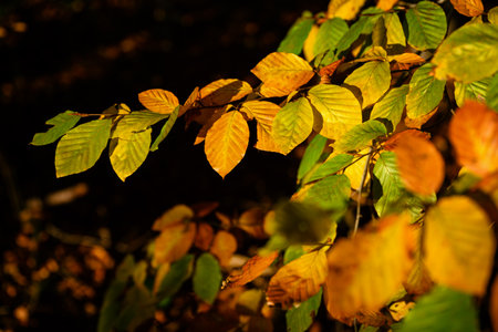 Orange beech leaves in the morning sun.