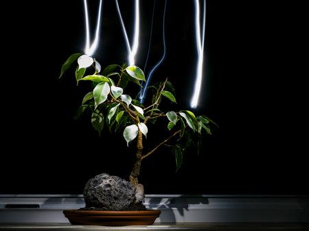 Light painting - energy coming from bonsai.