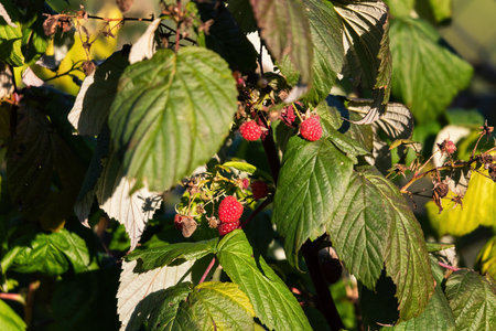 Red raspberry fruits on the plant.