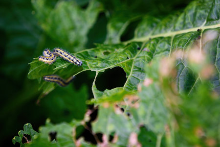 White caterpillar on a horseradish leaf.の写真素材