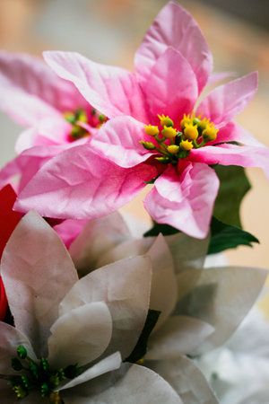 Red plastic Christmas rose flower.の写真素材