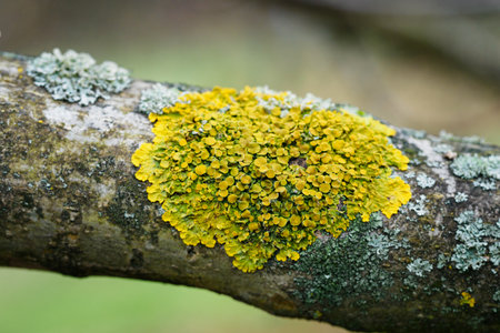Yellow cups of moss outdoors.