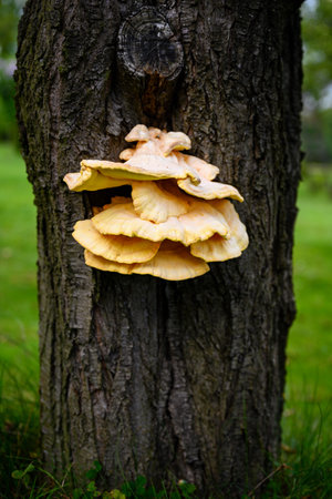 Yellow inedible mushroom growing on a plum trunk.の写真素材