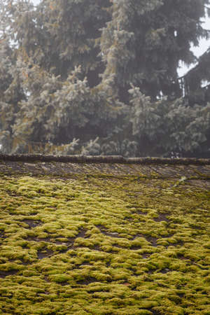 Green moss growing on the roof with a spruce tree in the background.の写真素材