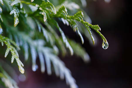 A drop of water on a green leaf of arborvitae.