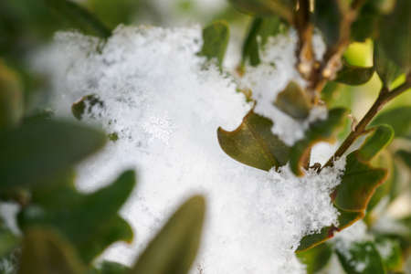 Snowflakes on boxwood leaves.の写真素材