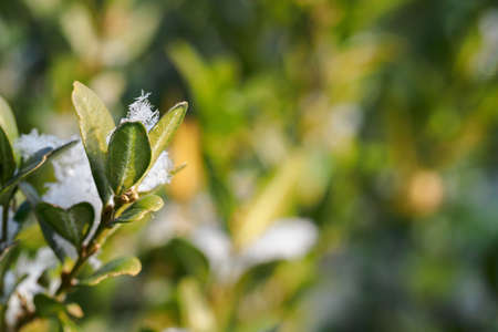 Snowflakes on boxwood leaves.