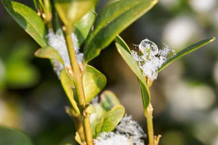 Snowflakes on boxwood leaves.の写真素材