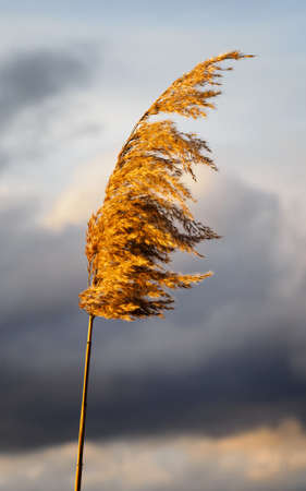 Tufts of reeds growing in nature.