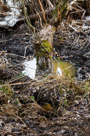 Flooded entrance from a beaver in nature under a tree trunk.の写真素材