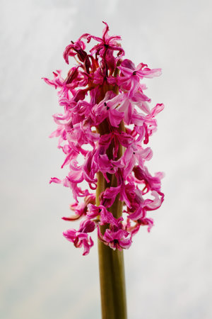 Drying pink hyacinth flowers on the plant.の写真素材