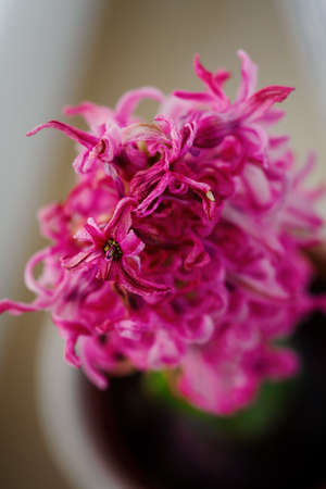 Drying pink hyacinth flowers on the plant.