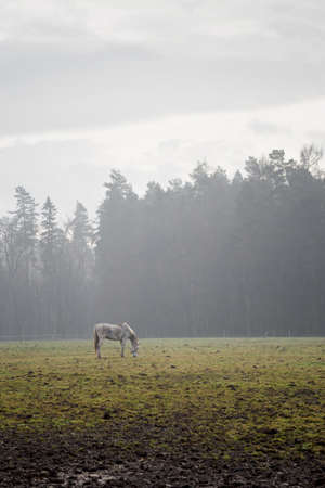 Horse grazing with forest in the background.の写真素材