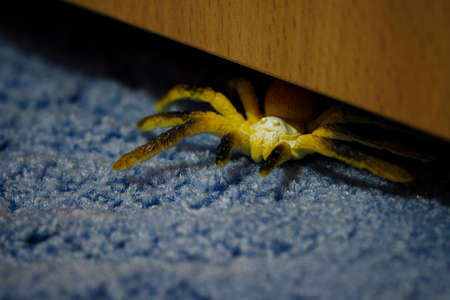 Plastic spider on the carpet under the wooden part of the cabinet.